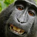 Monkeymind at IT-Kollektiv
