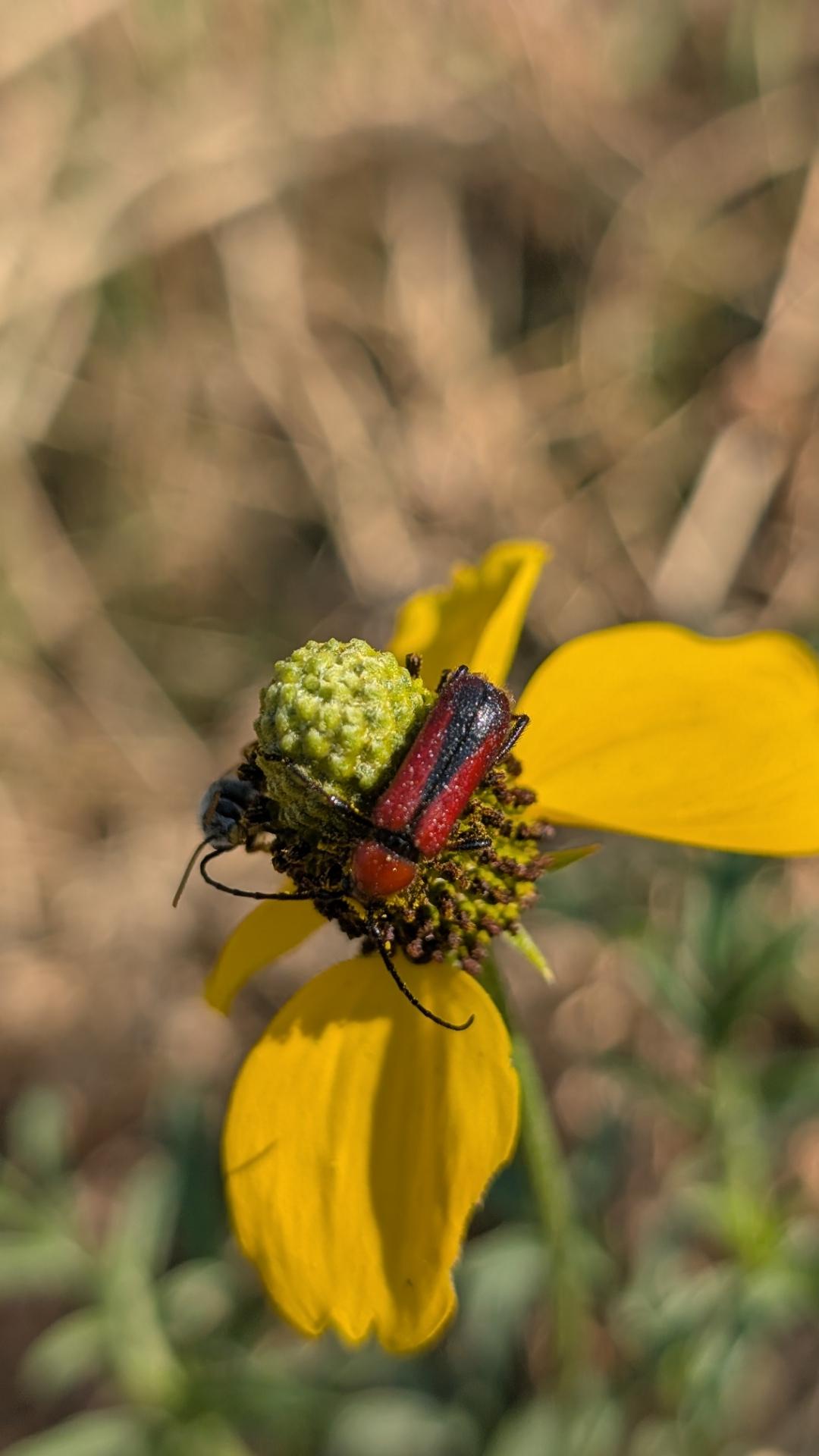 A red and black sutured longhorn beetle noshing on the pollen of a prairie coneflower.