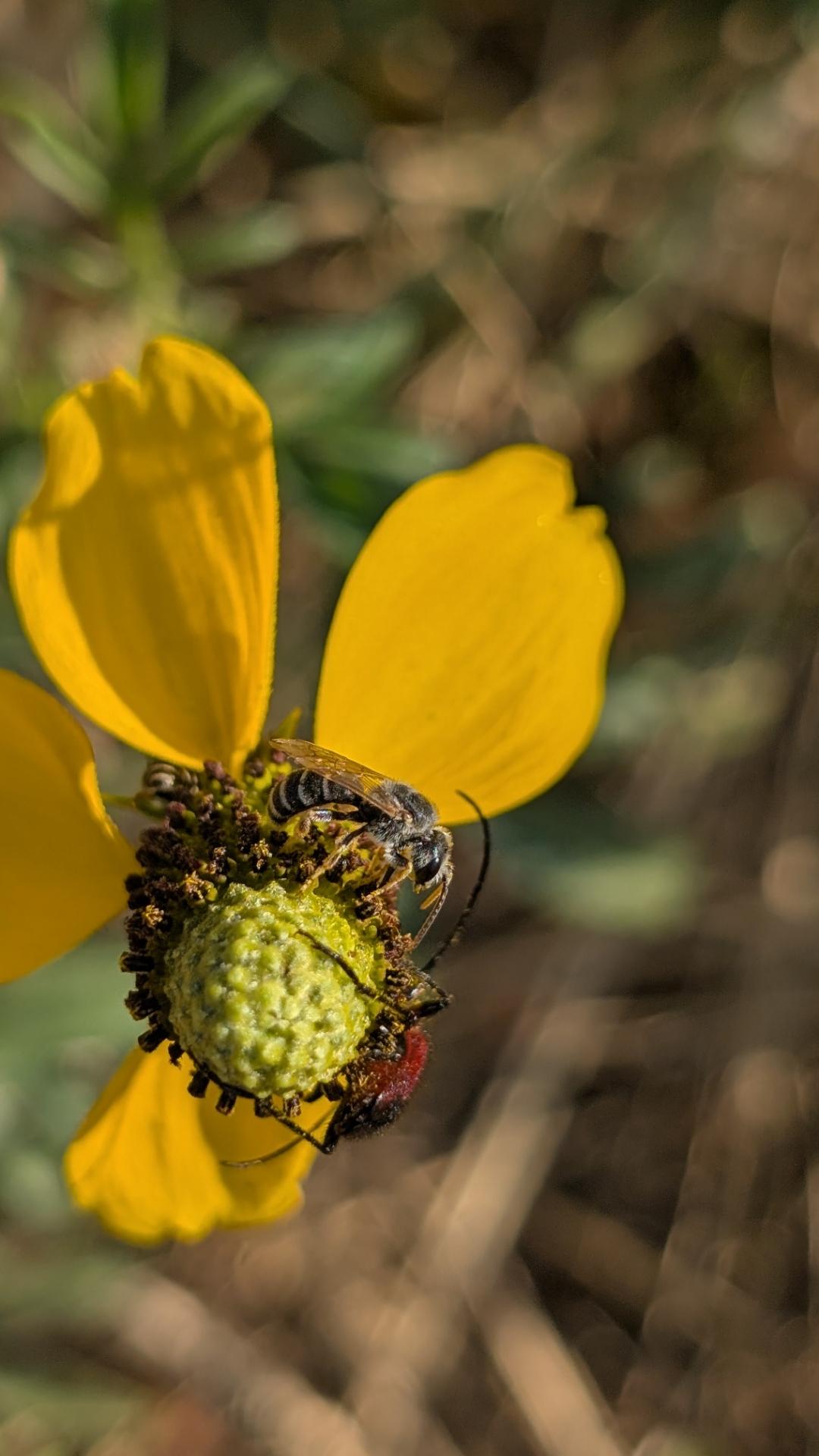 A ligated furrow bee collects pollen next to a longhorn beetle, atop a prairie coneflower.