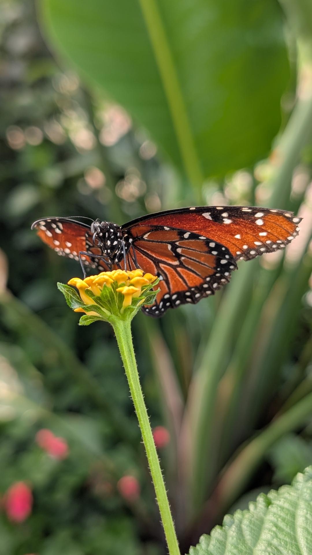 A Queen butterfly drinks nectar from a yellow flower.