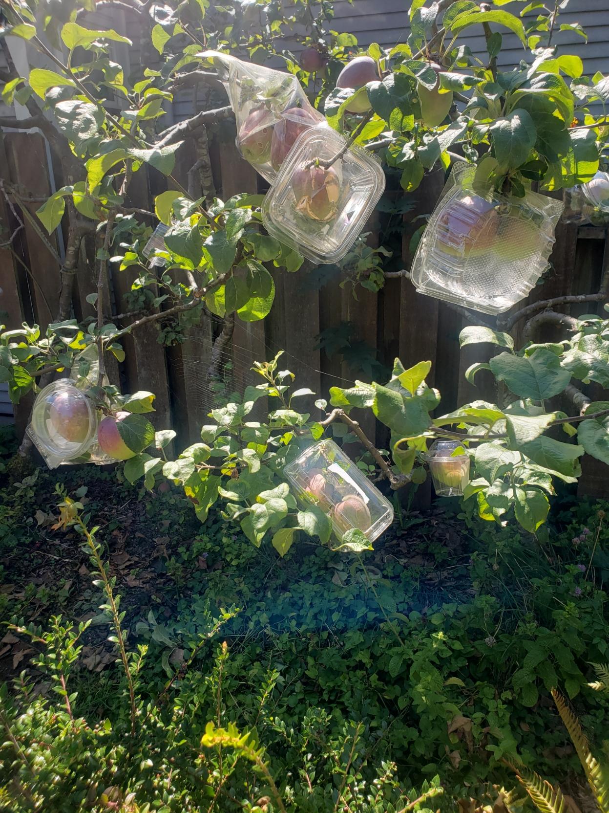 Small apple trees in a backyard. All branches have reddish apples wrapped in a variety of clear plastic containers, including clamshell to-go containers, strawberry boxes and clear ziplock fruit bags. Behind the trees there is a fence, and below assorted groundcover.
