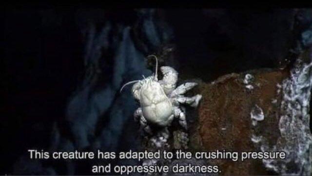 A photo of a white crab on a rock in deep, dark water. The caption reads, "This creature has adapted to the crushing pressure and oppressive darkness."