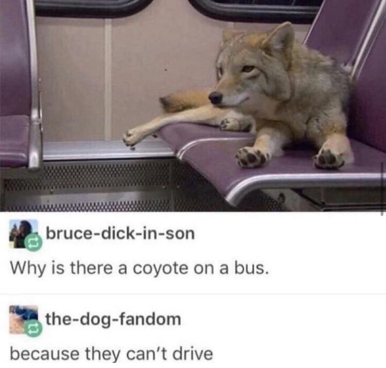 In a photo, a coyote lounges comfortably on a bus seat.

bruce-dick-in-son
Why is there a coyote on a bus.

the-dog-fandom
because they can't drive
