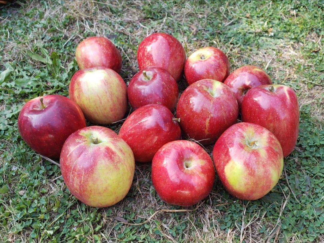13 red apples with greenish strikes are grouped together on the grass. They have been polished so their skin looks very shiny. A pale autumn sunlight is shining over them.