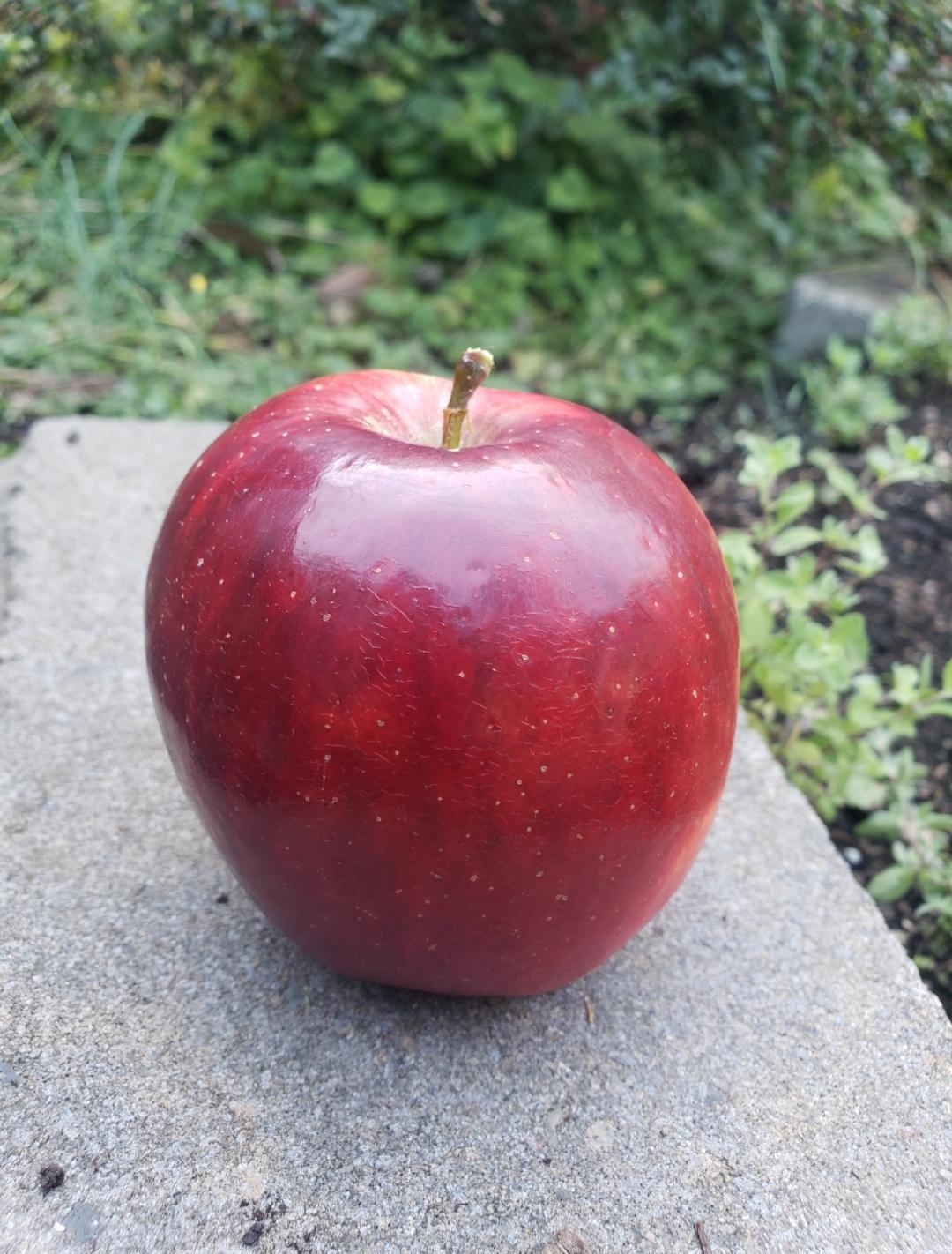 A very perfectly shapped red apple, with polished shiny skin and a little stem. The apple is placed on the concrete edge of a garden bed. A pale autumn light illuminates the scene.
