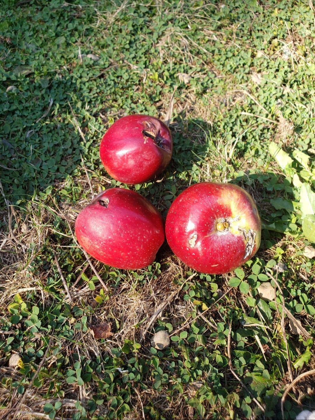 Three smallish red apples placed on the ground. They have damaged areas around which they've started to rot. The damage is less than 1/10 of the apple.