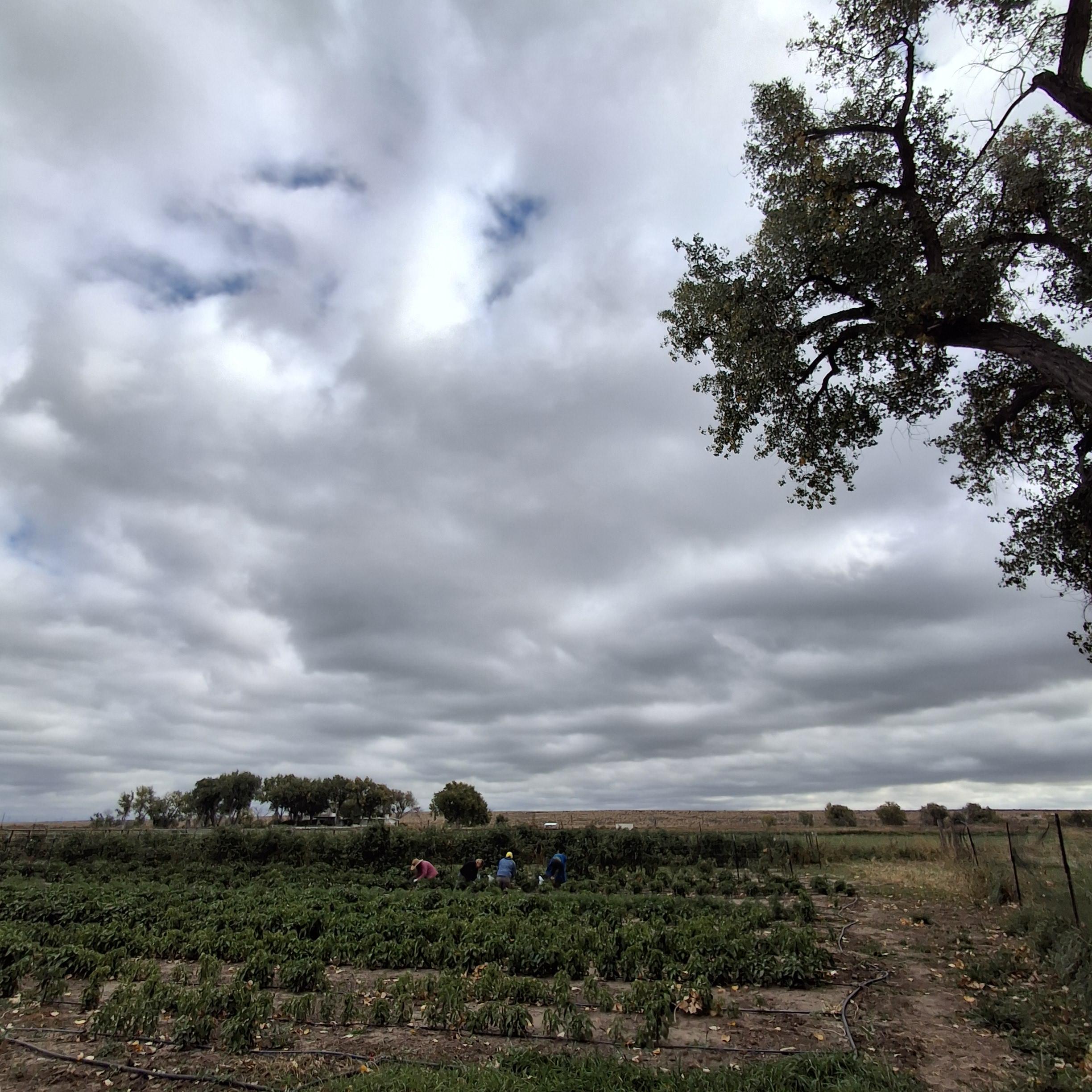 People in the distance, crouching, kneeling, squatting or stooping to harvest shishito peppers under a grey sk6