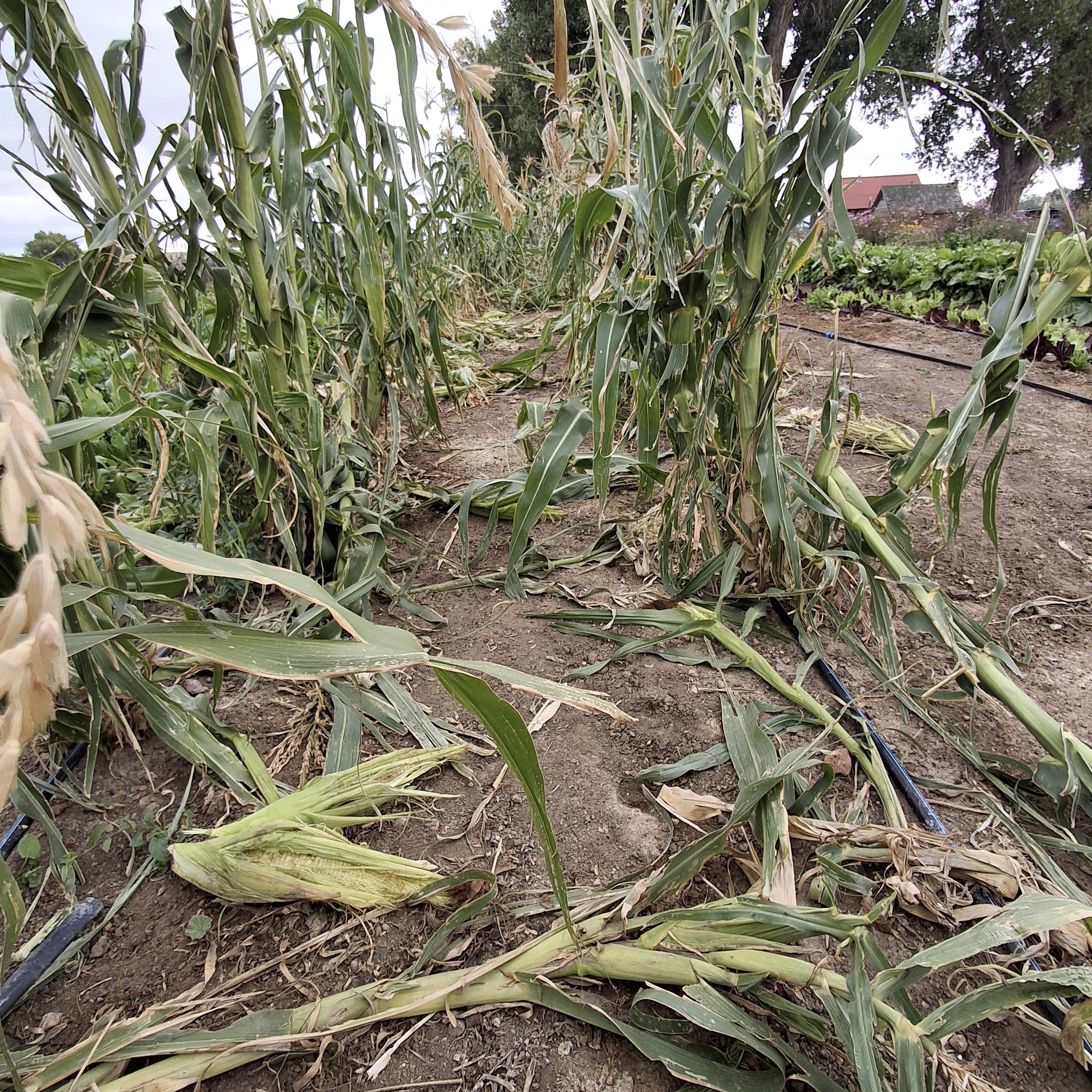 Broken stalks and half-eaten cobs of corn.