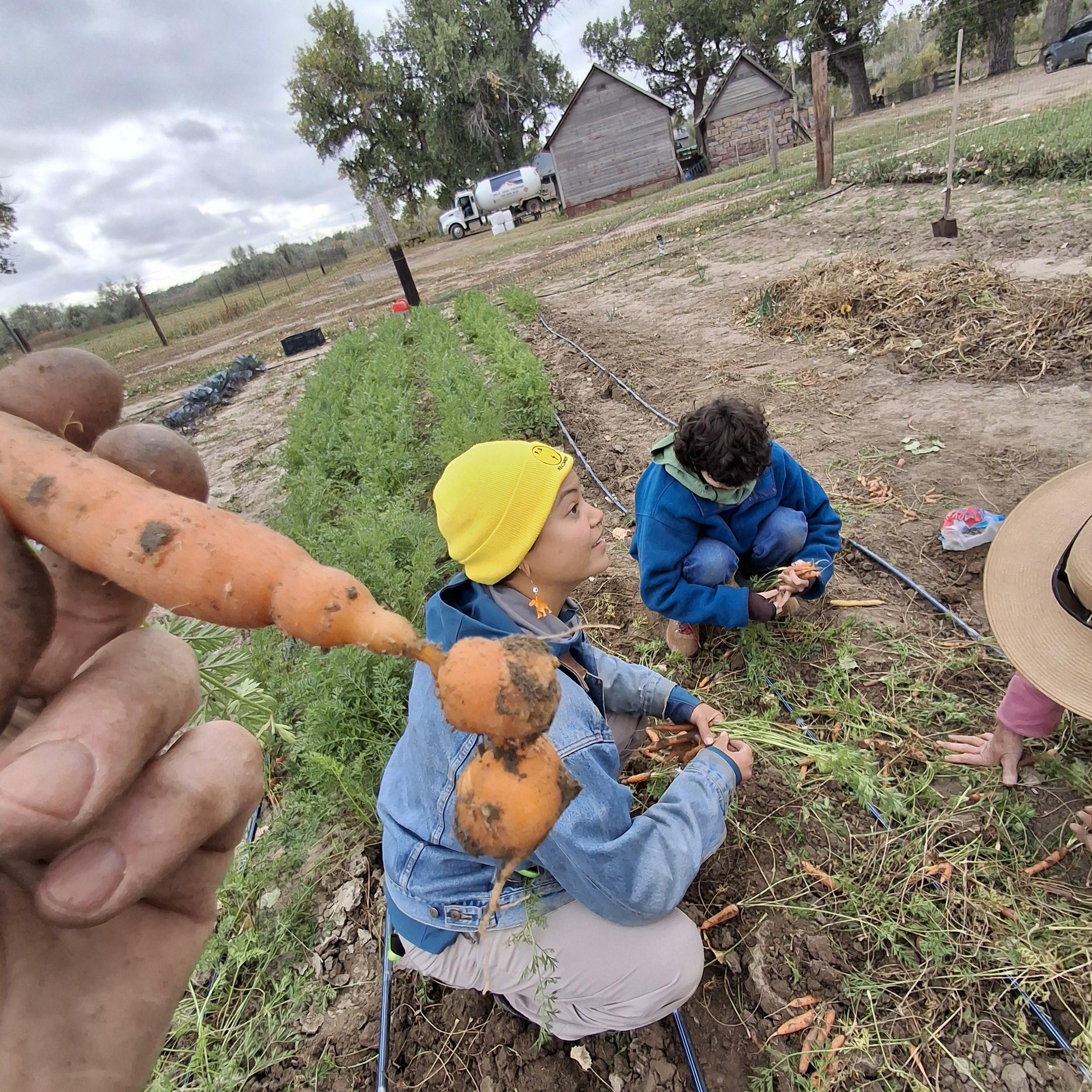Hand holding an orange carrot with two balls in front of three squatting people.