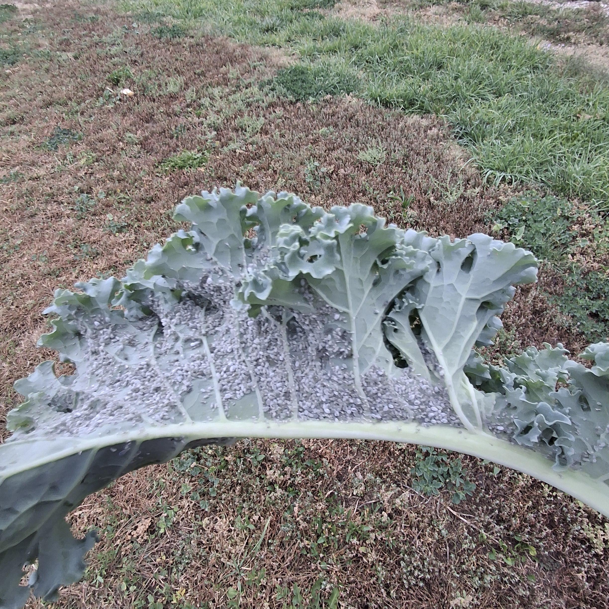 Grey-green kale leaf held up to show icing of grey aphids in underside of leaf.