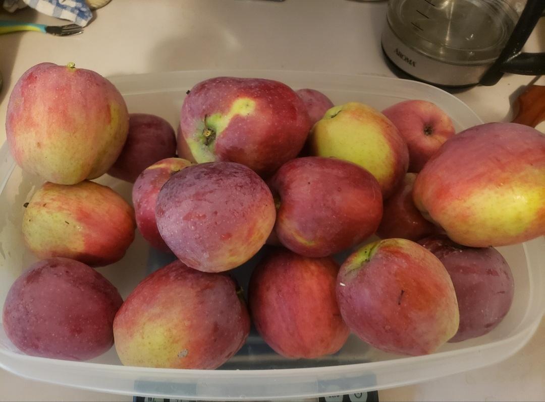 Large plastic container holding 20 or so medium-size to large apples. The apples are dark red on one side, with strikes of yellow on the other side. The container is placed on a scale on a kitchen counter. In the background, a kettle -looking small next to the apples- and other assorted kitchen items.