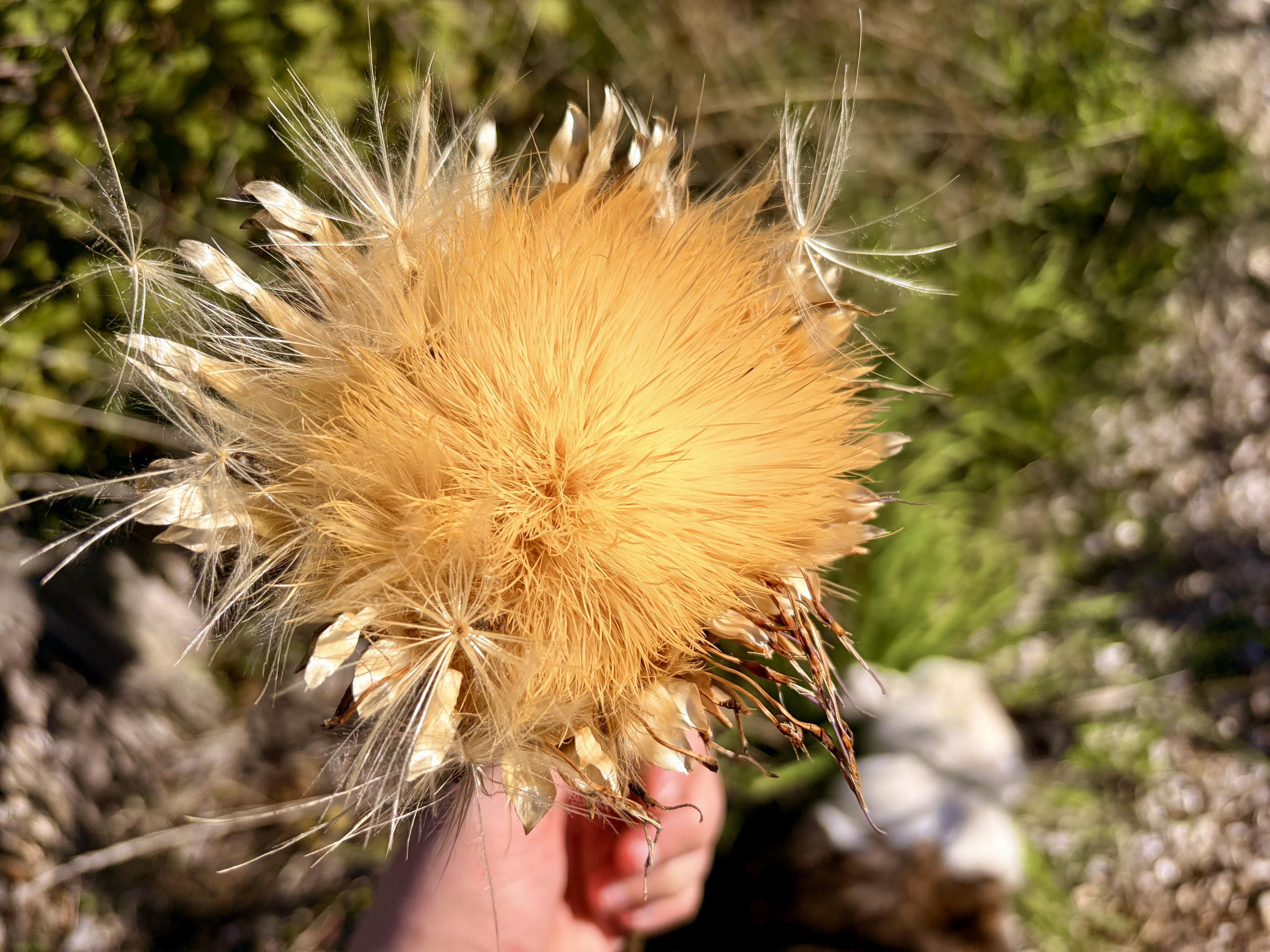 Outdoors, a hand holds a giant dried golden yellow thistle the size of a saucer, from a cardoon plant that reached over 9 feet tall.