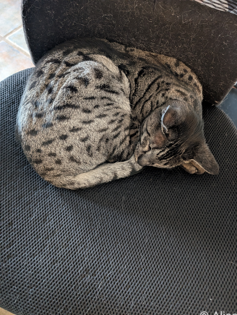 A grey cat with black spots is curled into a tight ball on the seat of an office chair. He is sleeping.