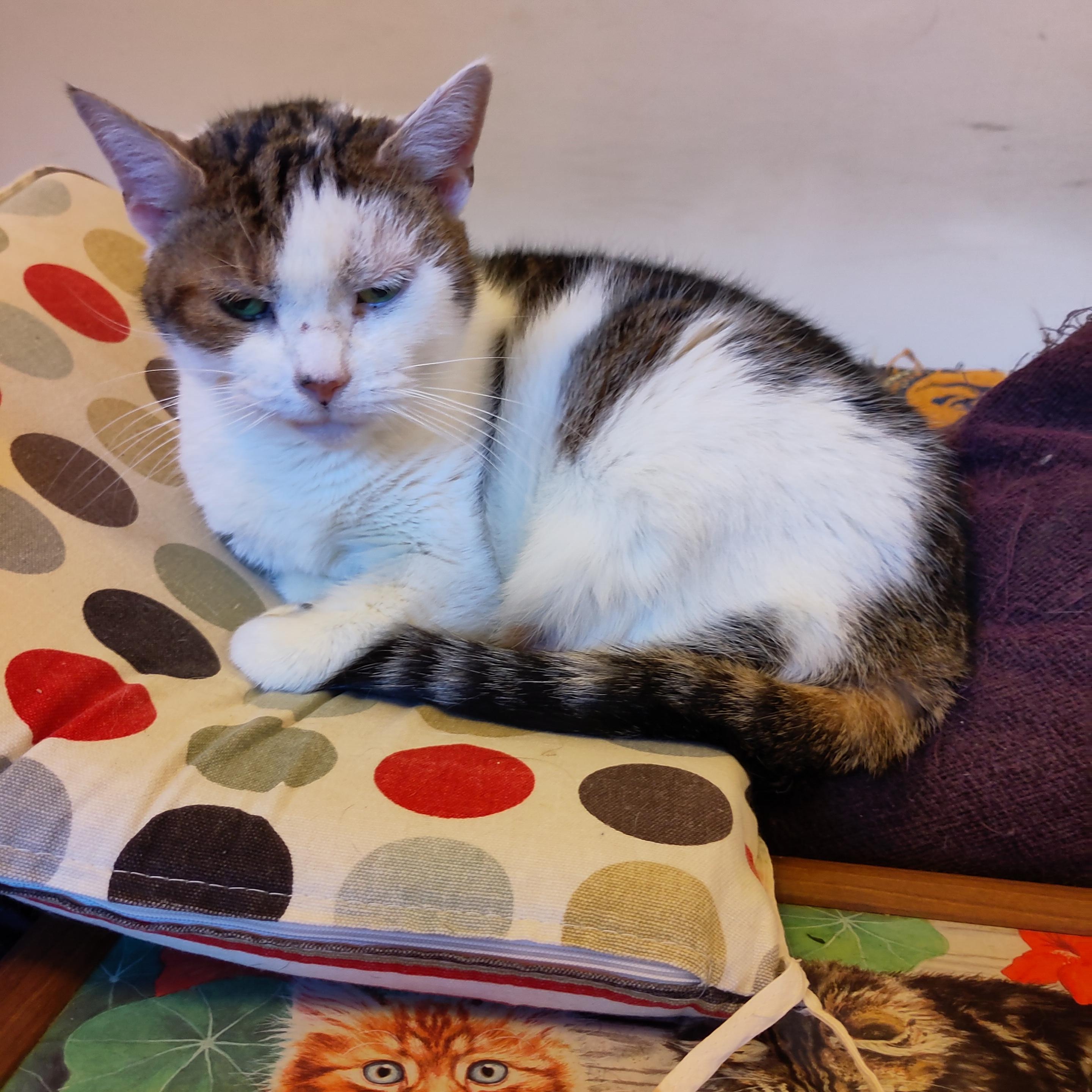 A brown and white tabby cat lounges on a cushion. She has the white inverted V off centre on her face which makes her look like she has an emo haircut with a long fringe swept over one eye.