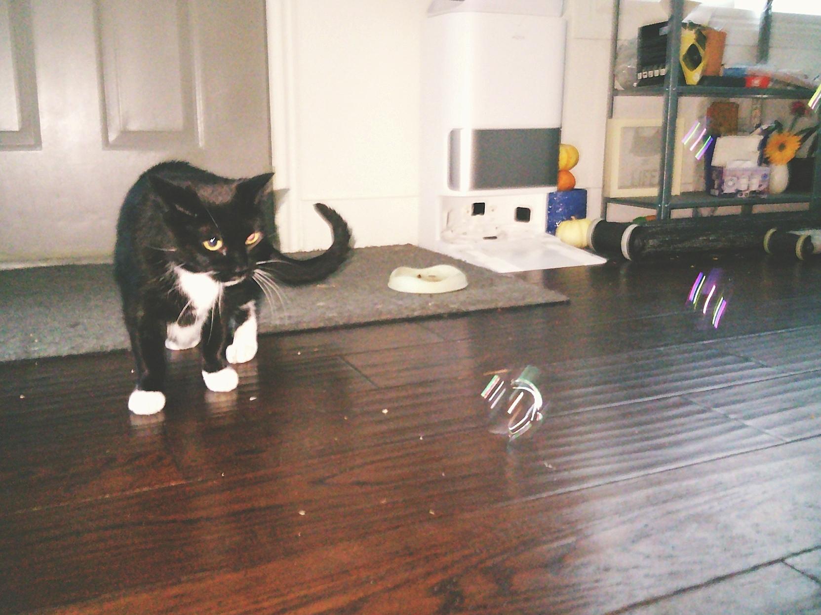 Tuxedo cat indoors hunting down three bubbles (really just gathering up the gumption to investigate closer. This was before he got brave enough to swat at them)