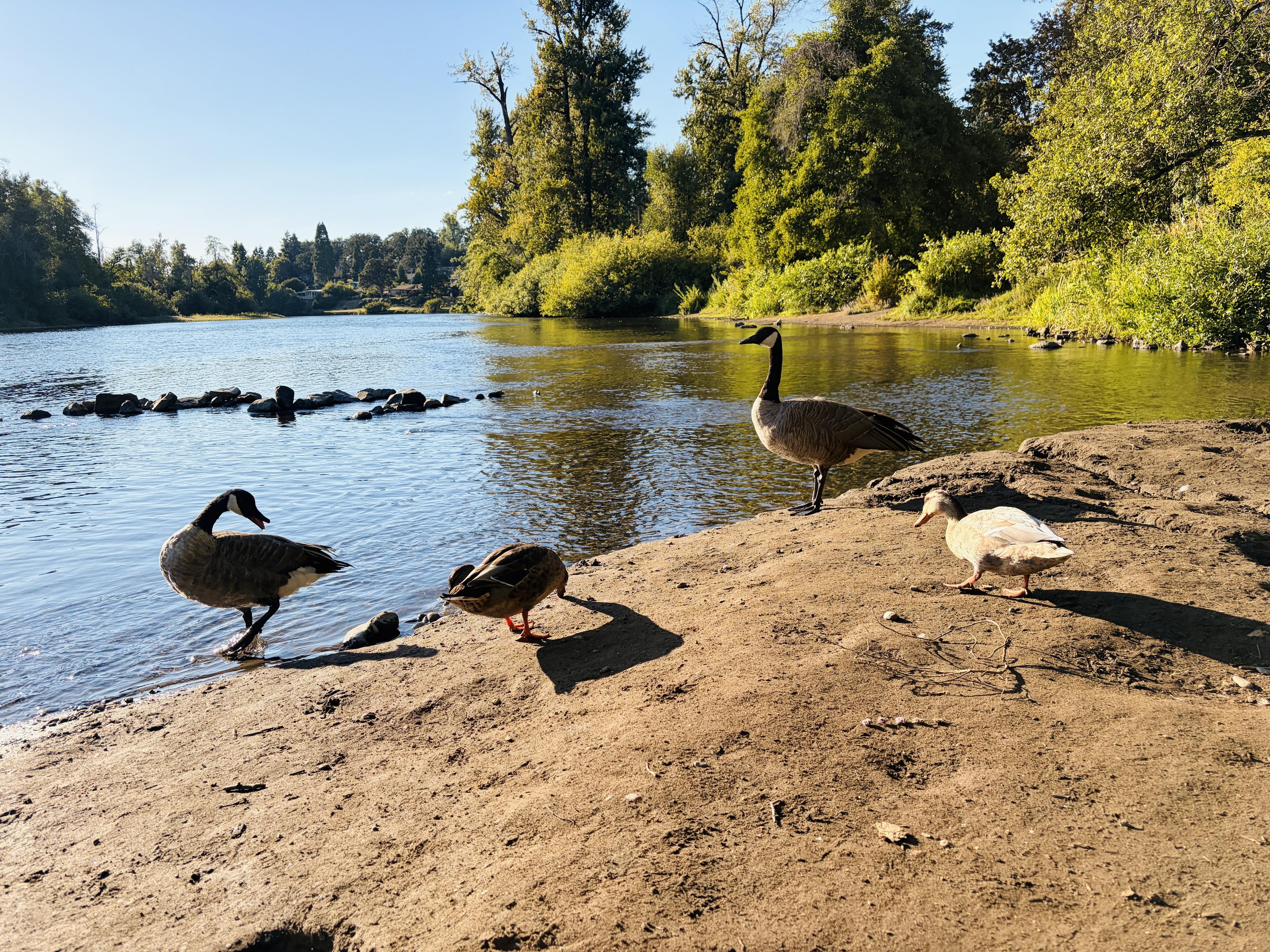 A riverbank with two ducks and two geese, in the sun, the river flowing off into the distance.