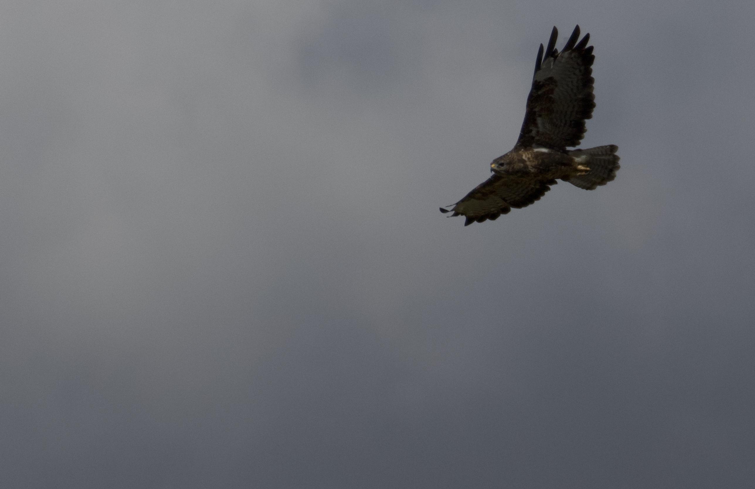A common buzzard soaring against grey clouds