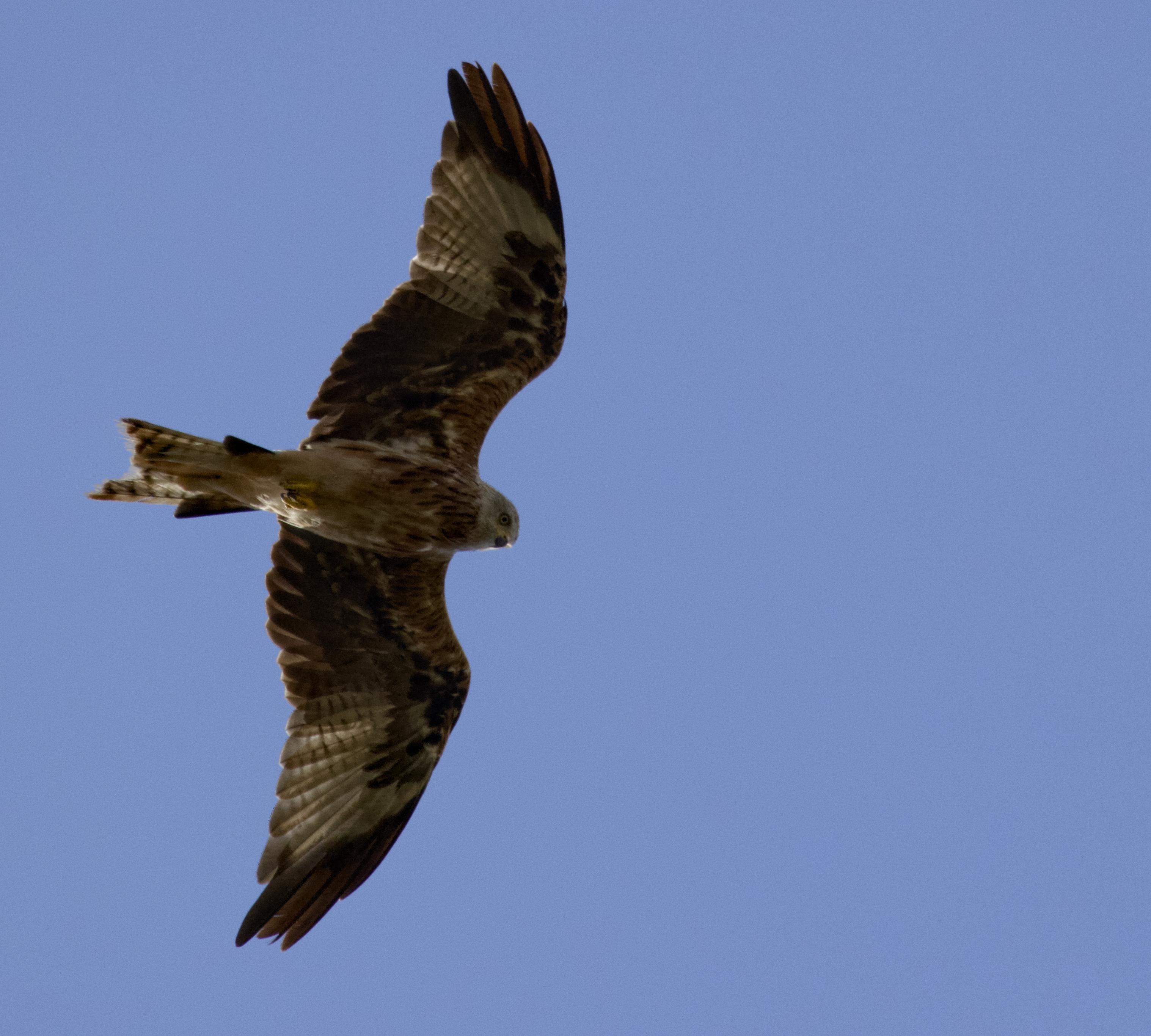 A red kite hunting, looking at the ground against a blue sky