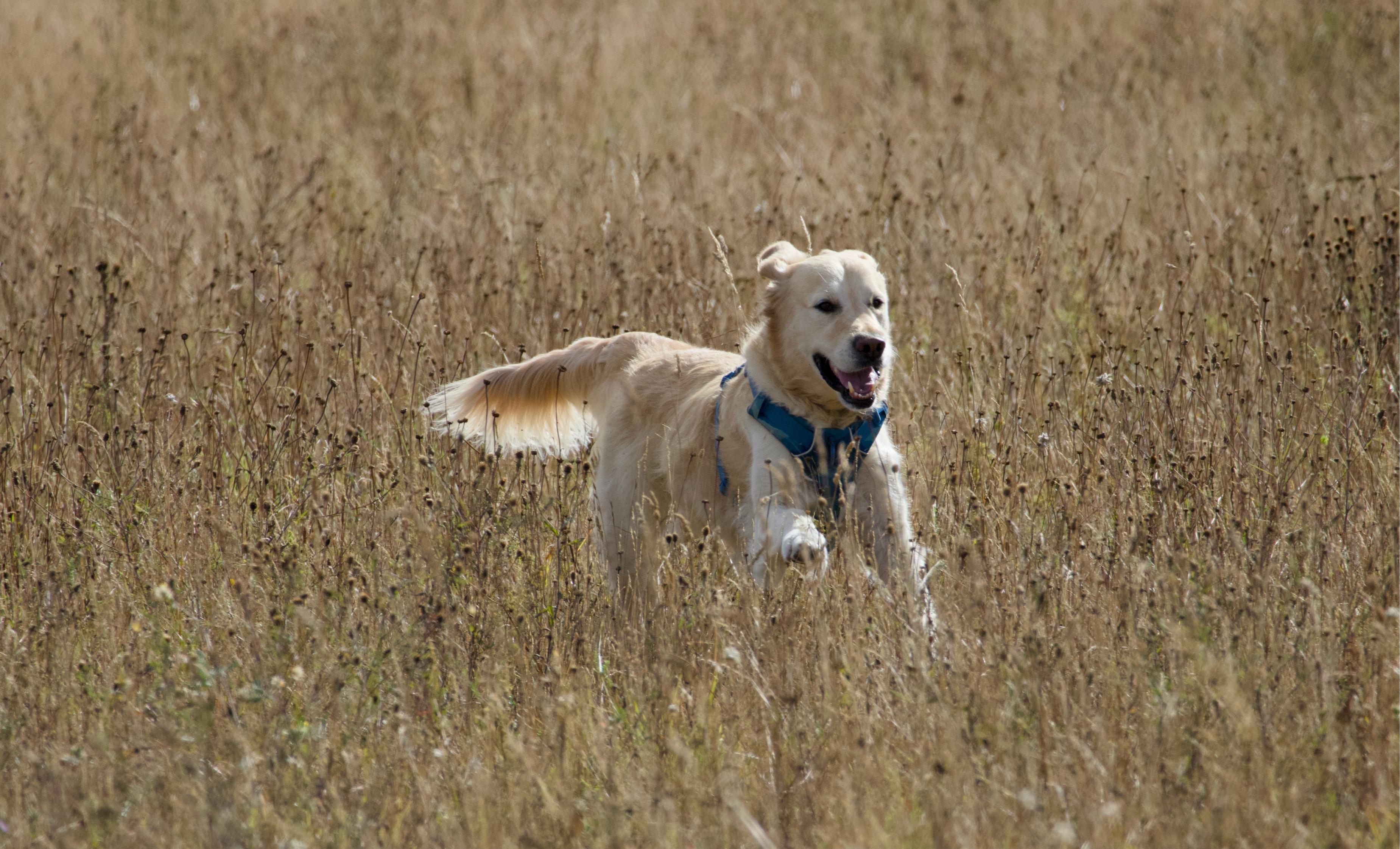 A golden retriever frolics in long grass